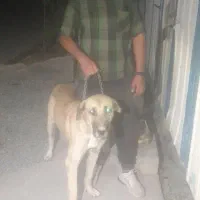 سگ پژدر عراقی