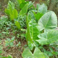 بابا آدم نشایی و پاجوش|گل و گیاه طبیعی|آستانه اشرفیه, |دیوار