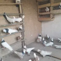 کبوتر طوقی|پرنده|سردرود, |دیوار