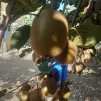 فروش میوه کیوی هایواردزیر برگ (توافقی)|عمده‌فروشی|لیسار, |دیوار