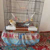 عروس هلندی