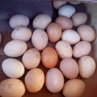 تخم مرغ محلی تازه  ۲۲هزارتومن
