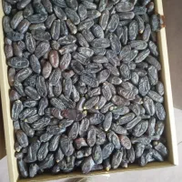 خرما درجه یک مضافتی به قیمت عالی|خوردنی و آشامیدنی|بمپور, |دیوار