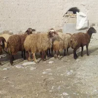 ماده|حیوانات مزرعه|صحنه, |دیوار