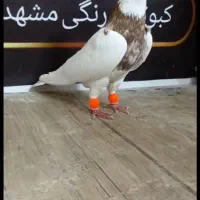 طوقی هفت‌رنگ