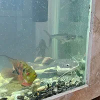 ماهی رتیل ۲۵ سانتی