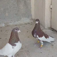 کفتر شهری نر|پرنده|شیراز, دارالرحمه|دیوار