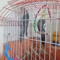 یک جفت توطی عروس بالغ به همراه قفس|پرنده|رشت, فخب|دیوار