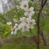 باغ زیبا و قابل سکونت با سند شش دانگ تک برگ|فروش زمین و ملک کلنگی|فیروزکوه, |دیوار