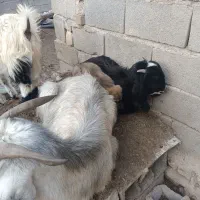 سگ پاکوتاه بازیگوش وحرف گوشکن