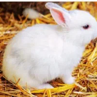 هر آگهی برای یک کالا است