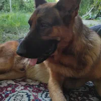 گمشده|حیوانات|سیاهکل, |دیوار