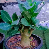 کاکتوس گل آپارتمانی بنسای ادنیوم سطل ۴ تنه دار|گل و گیاه طبیعی|تهران, مسعودیه|دیوار