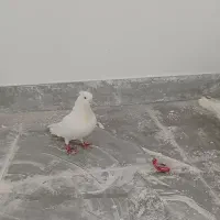 کبوتر نر سفید اراکی و زاغ