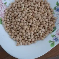 نخود محلی کاشت امسال‌ تازه و درشت و زودپز