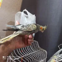 عروس هلندی