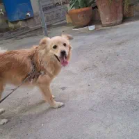 سگ شیتزو روباهی