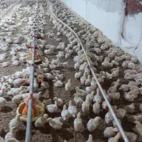 فروش یک واحد مرغداری پرورش گوشتی ۳۹۰۰۰سند تک برگ|فروش دفتر صنعتی، کشاورزی، تجاری|رشت, امین الضرب|دیوار