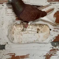 کبوتر کشیدنی