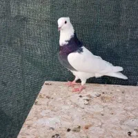 کبوتر فروشی|پرنده|یزد, |دیوار