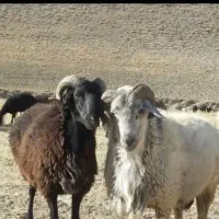 بره نر و ماده