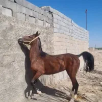 ۳ راس اسب مادیان شجره دار و نریون ۵ ساله سواری