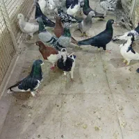 کبوتر|پرنده|شیراز, نصر|دیوار
