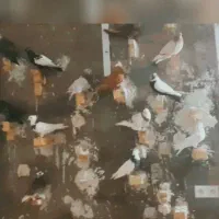 کبوتر|حیوانات|دزفول, |دیوار