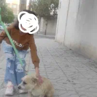 سگ پا کوتاه|سگ|بجنورد, |دیوار