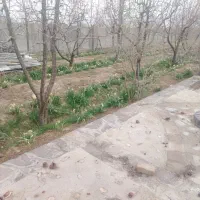 گل نرگس +اشانتیون