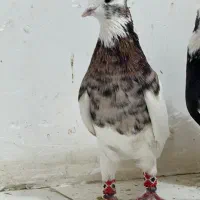 کفتر بهبونی و پلاکی|پرنده|مرودشت, ژیان|دیوار