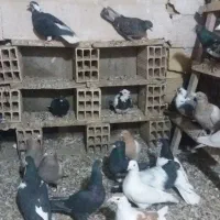 کبوتر ها تاکستان بوم ندارن|پرنده|تاکستان, |دیوار