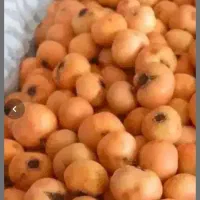 فروش زالزالک