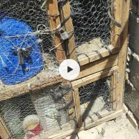جفت گاه کبوترفروشی