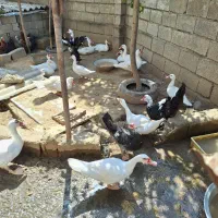 فروش اردک روسی نر و ماده زنده|حیوانات مزرعه|دابودشت, |دیوار