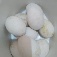 تعدای تخم قاز به فروش میرسد