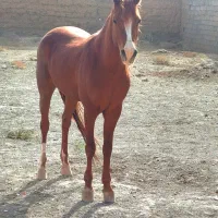 نریون یورقه