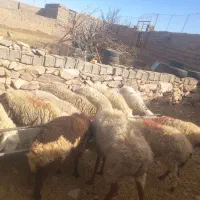 سلام ده تا میش محلی آبستن برج یازده میزان