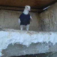 پرنده|پرنده|قم, چهار مردان|دیوار