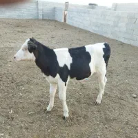 گوساله ماده