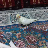 عروس هلندی|پرنده|سده (خراسان جنوبی), |دیوار