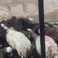 عقیقه عروسی قربانی گوسفندزنده