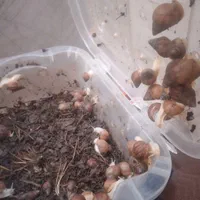 ح ل ز و ن اچاتینا