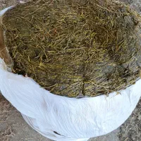 سیلاژ یونجه ی تاروپود درخشنده