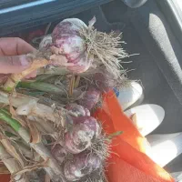 یک هکتار سیر
