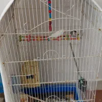 نرگسی|پرنده|سهند, |دیوار