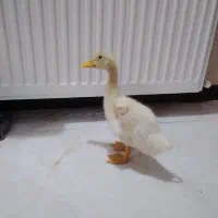 جوجه اردک دستی|حیوانات مزرعه|قدس, شهرقدس|دیوار