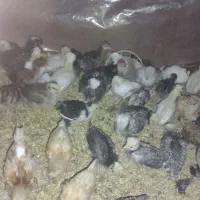 انواع جوجه یک ماهه سلطان لهستانی وپولند ابریشم