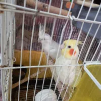 عروس هلندی نروماده بهترین نوع و نژاد