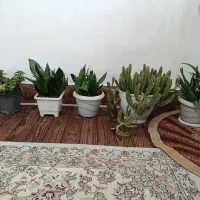 گل های کاکتوس و گل های زیبا|گل و گیاه طبیعی|ارومیه, |دیوار